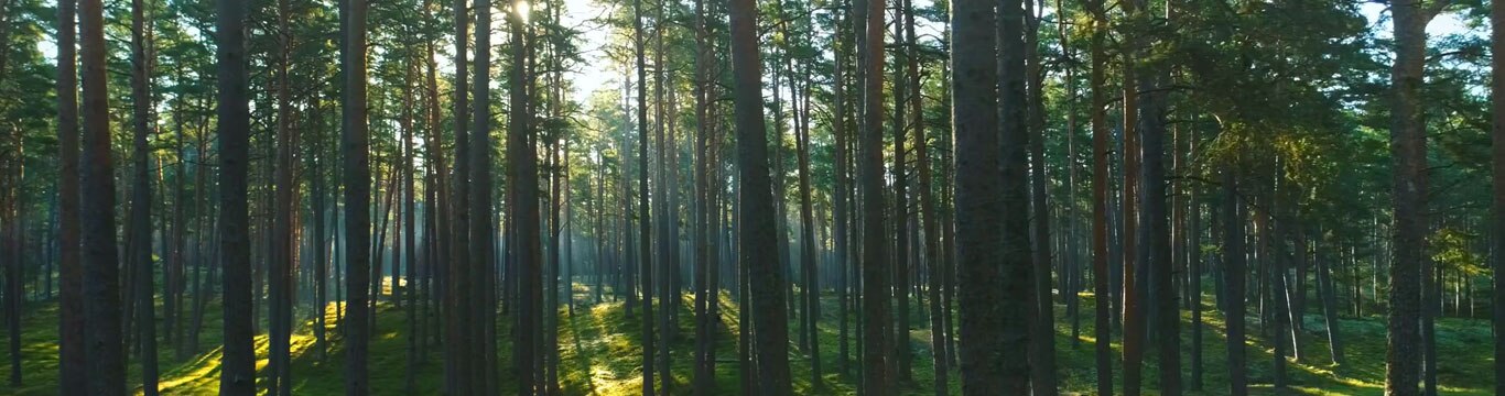 A dense forest with hundreds of trees with the glare of the sun