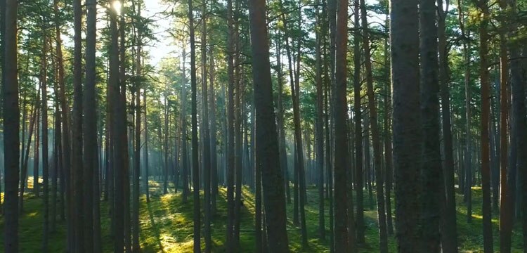 A dense forest with hundreds of trees with the glare of the sun