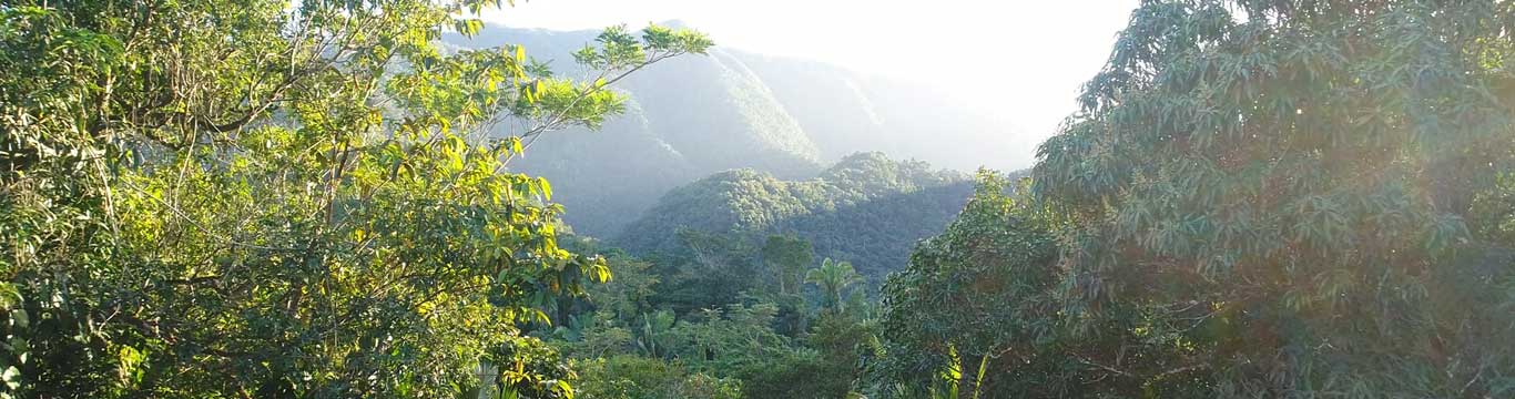 thickly forested hills with clear sky